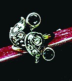 Anello2