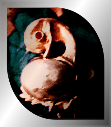 Pulcino Perla