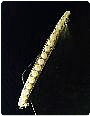 Bracciale Perle